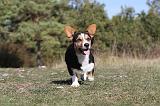 CORGI CARDIGAN 042